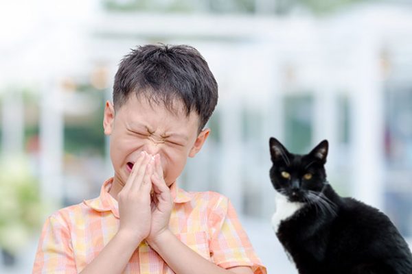 I'm allergic to cats! What should I do to live with my cat?