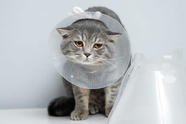 If your cat doesn't want to wear an Elizabethan collar, here's what to do! Recommended products are also introduced.