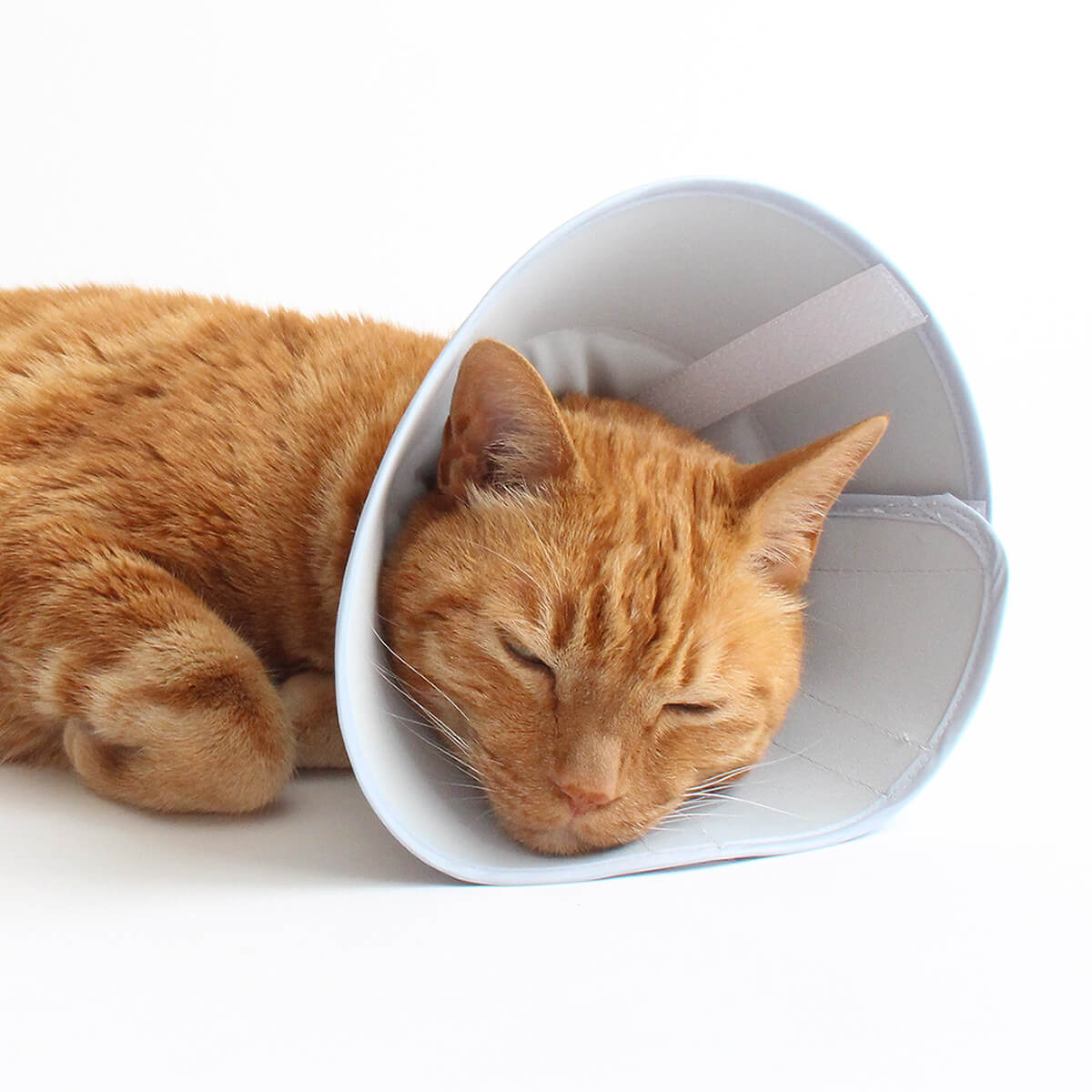 Feather-Light cat cone – nekozuki - Main Image